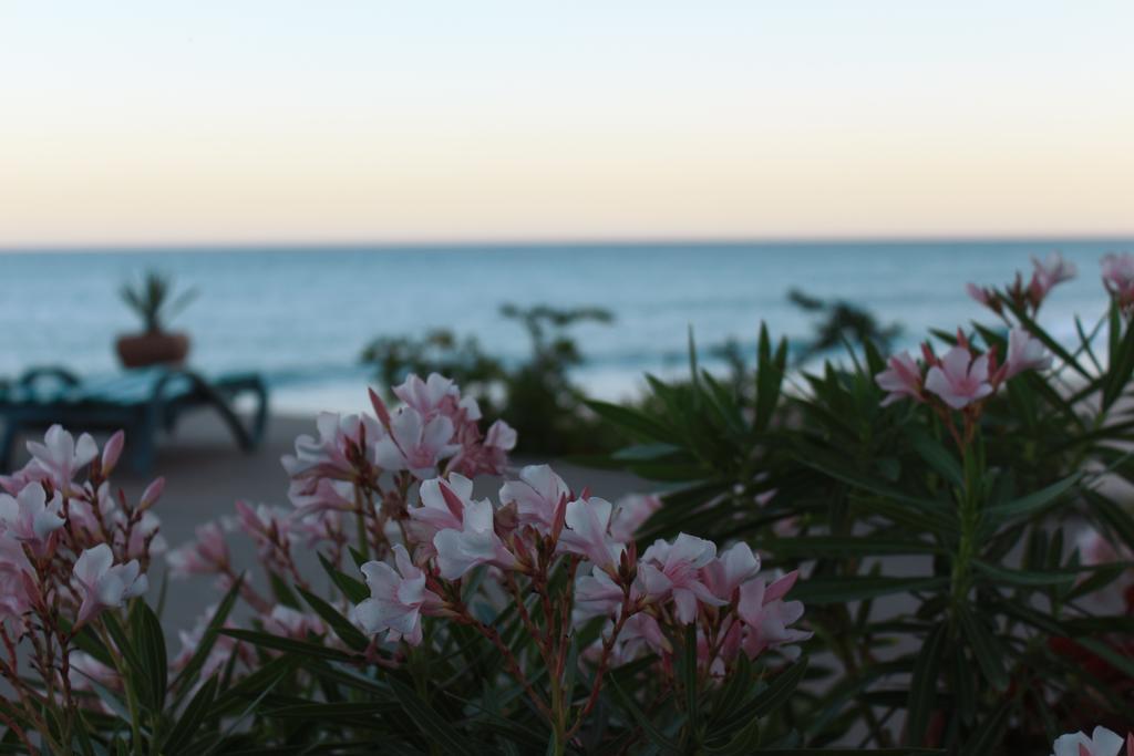 Casa Costa Azul Hotel San José del Cabo Eksteriør billede